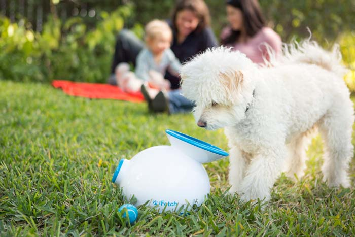 互動型的玩具可以消耗狗狗大量的精力。