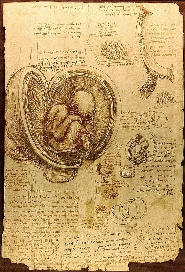 Studies of embryos  (c.a. 1510 to 1513)