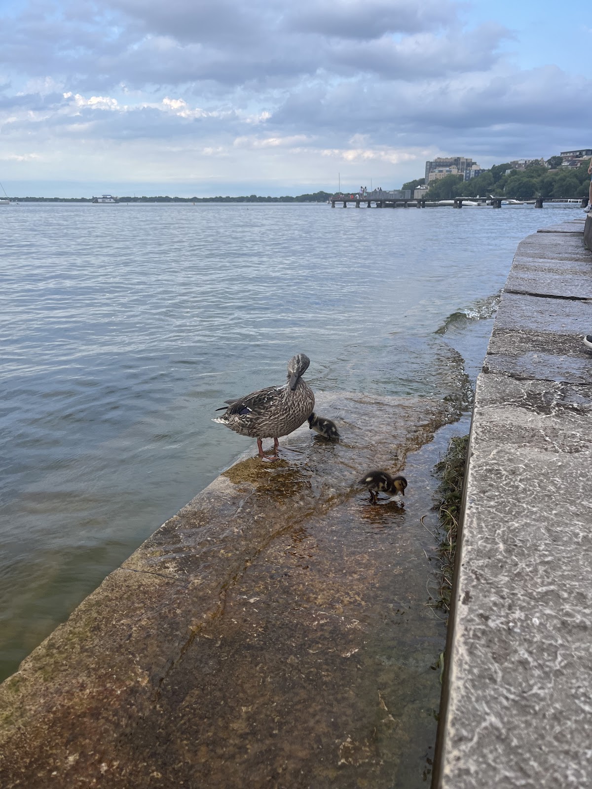 A mother duck and two little duckies at Lake Mendota, Madison, WI.