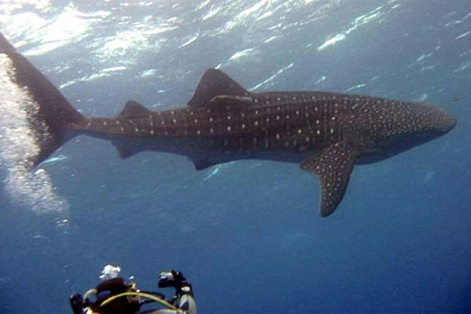 A whale shark swims with a diver