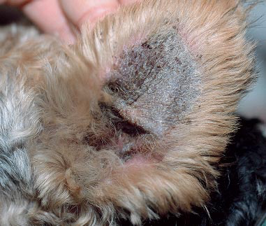 Crusty scaling in a Fox Terrier presented with generic dog food disease