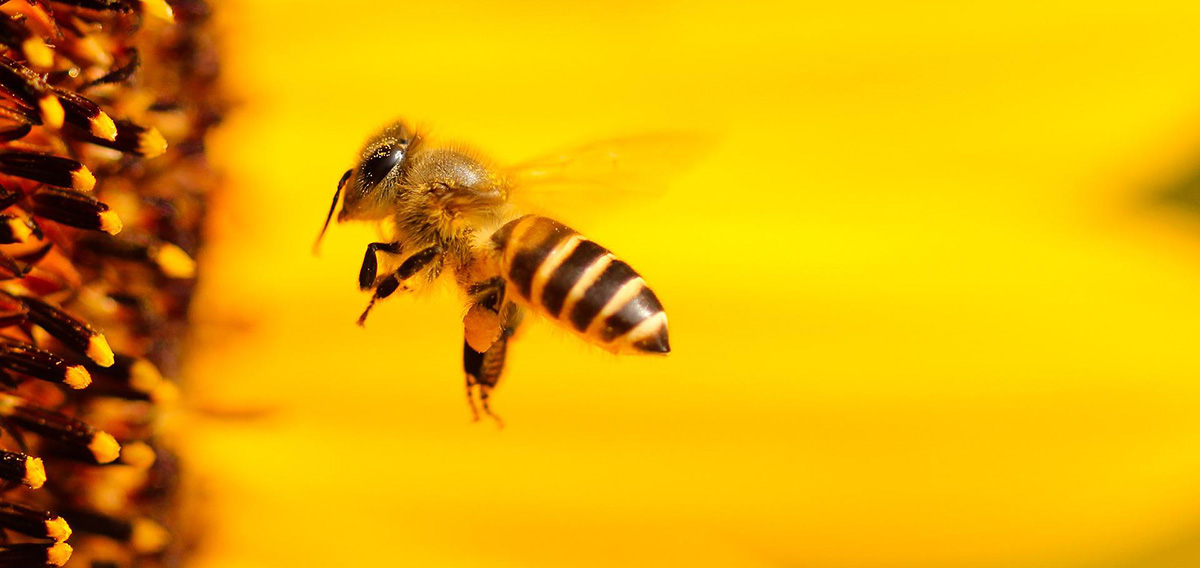 abelha voando na flor