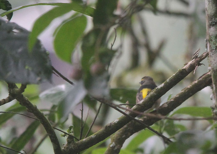 Our client's lifer during this trip, the rare visitor Narcissus Flycatcher