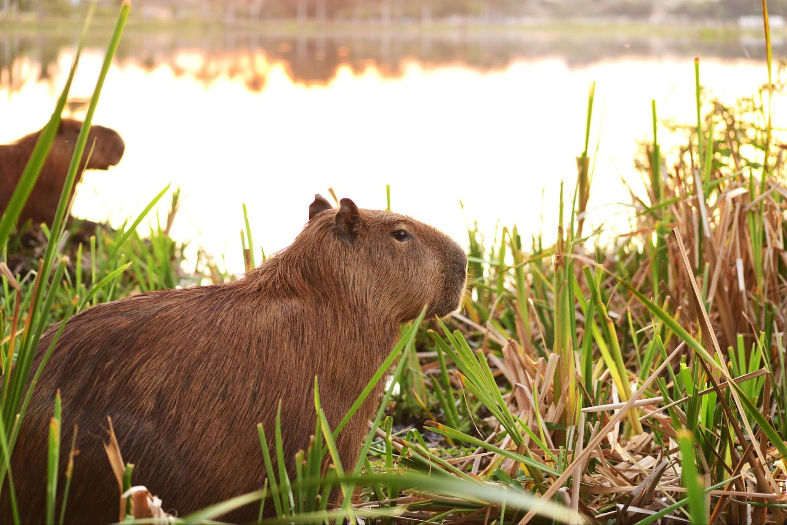 Capybaras
