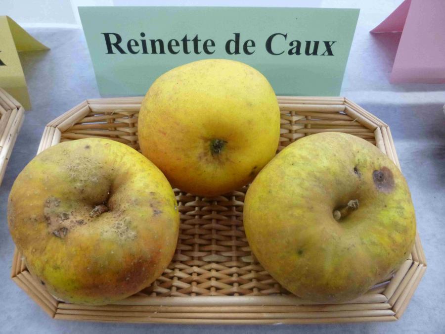 http://dinan.dinancommunaute.fr/conservatoire/sites/default/files/styles/fruit_full/public/fruits/pommes/photos_fruit/Reinette%20de%20Caux.JPG?itok=wb-1_VkW