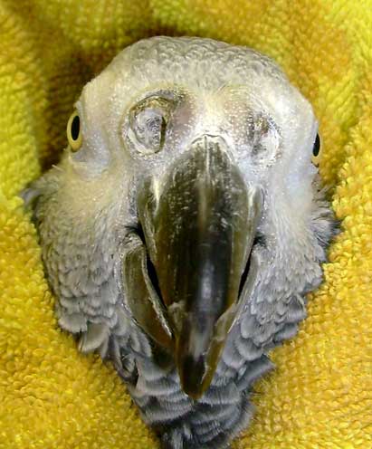 Impacted nares from rhinoliths in an African grey 