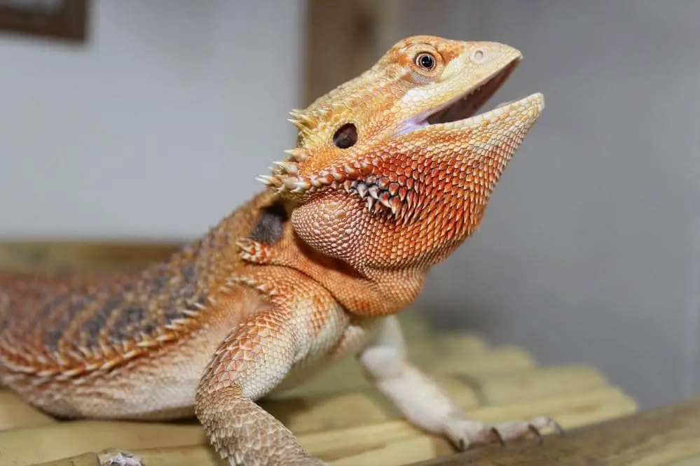 Bearded Dragons