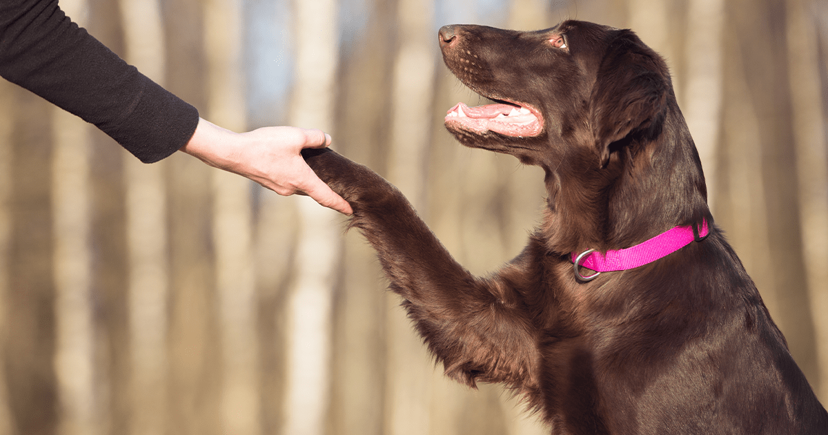 dog giving paw to owner