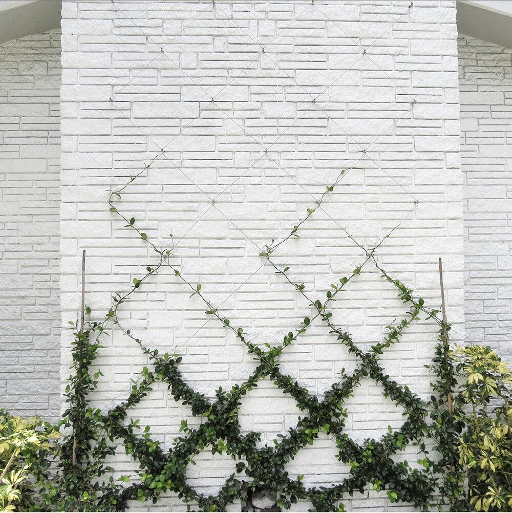 How to grow and Train Star Jasmine on Trellis, Brick Wall, and Wire?