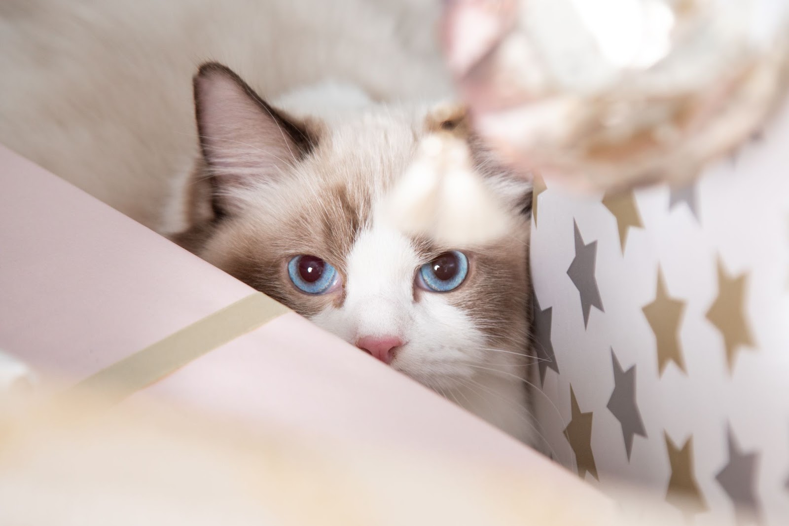 Why does my cat bring me gifts? - Sepicat
