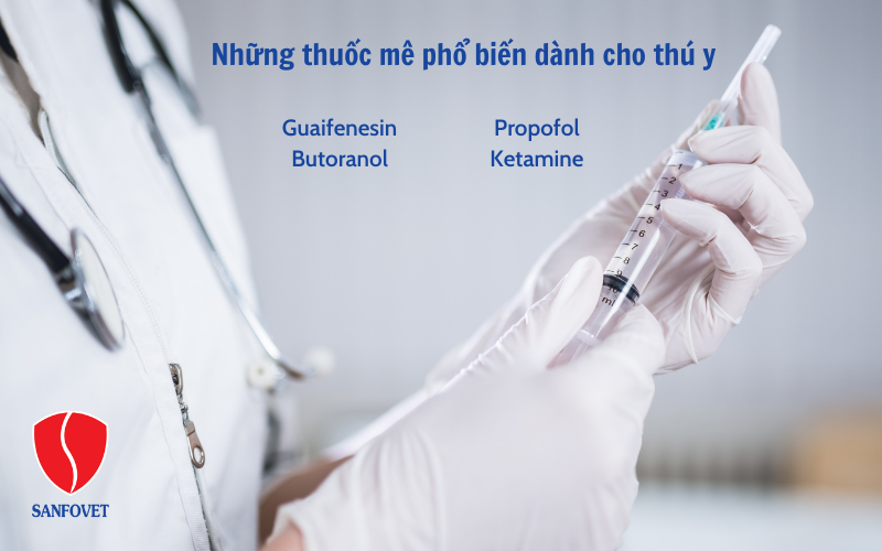 Những loại thuốc mê dành cho thú y phổ biến hiện nay
