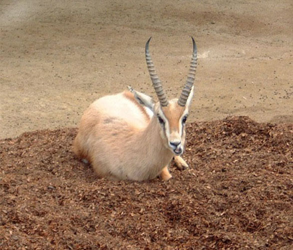 Adult male Dorcas gazelle