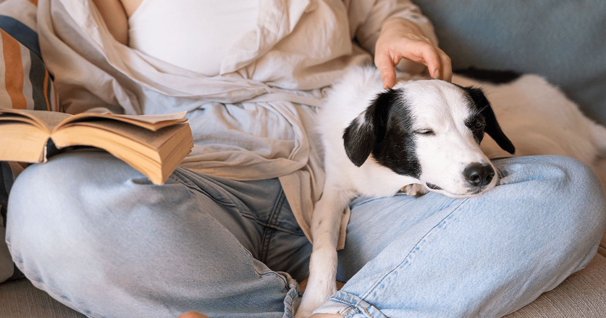 terrier dog sleeping in owners lap