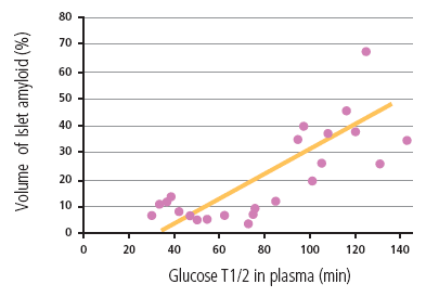 The amount of pancreatic islet amyloid is positively correlated to glucose T1/2 as determined in an IVGTT