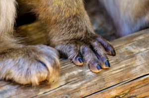 A close up picture of a monkey's paw.