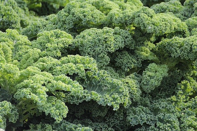 kale 