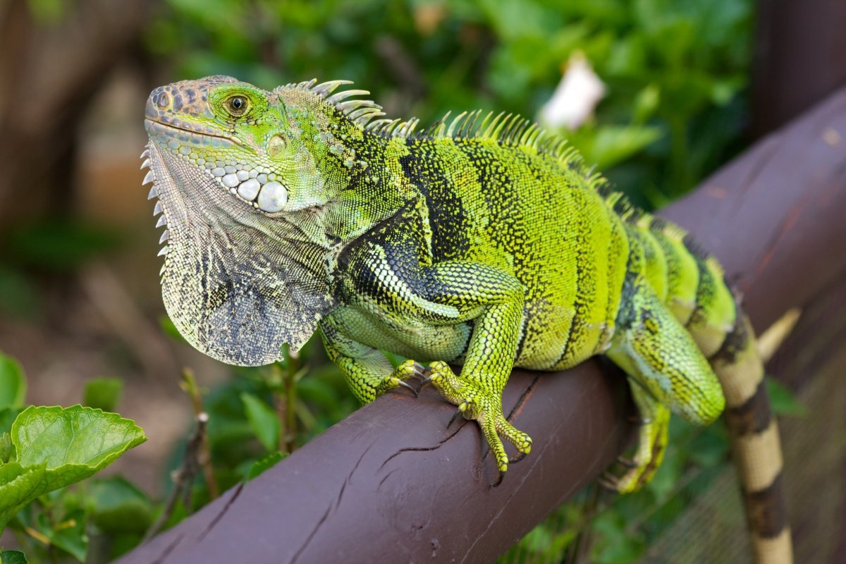 Green Iguana