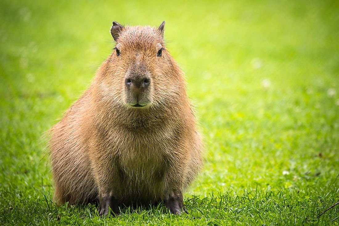 Why Are Capybaras So Friendly