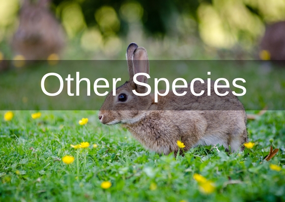 other species chapter