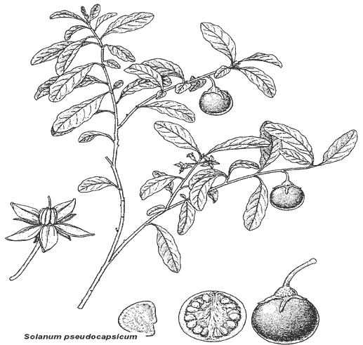 Note the oblong, wavy-margined leaves, the white flowers (enlarged, lower left), and the attractive berries (enlarged, lower right) and seeds (enlarged, lower center) of this ornamental plant