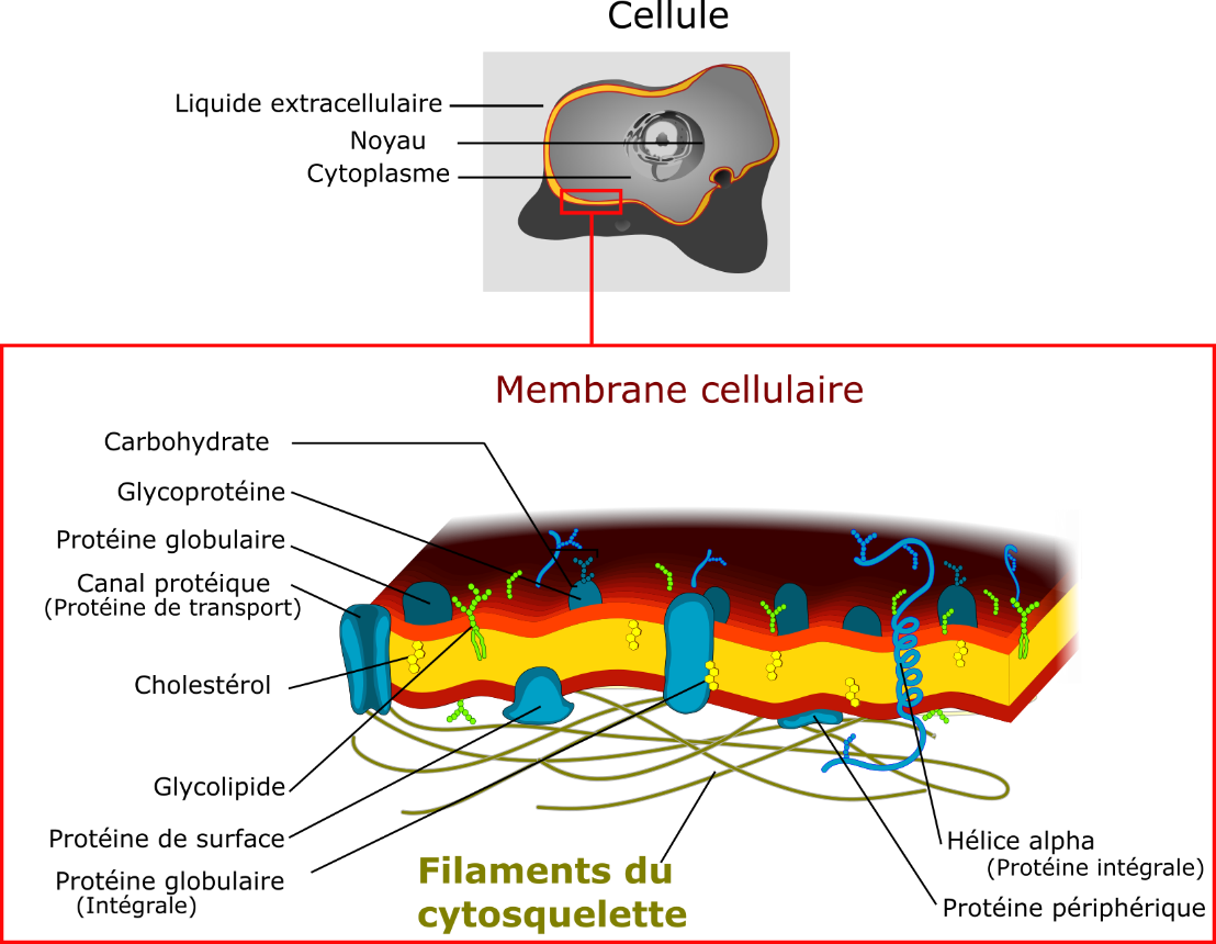 membrane celluleire filaments actine
