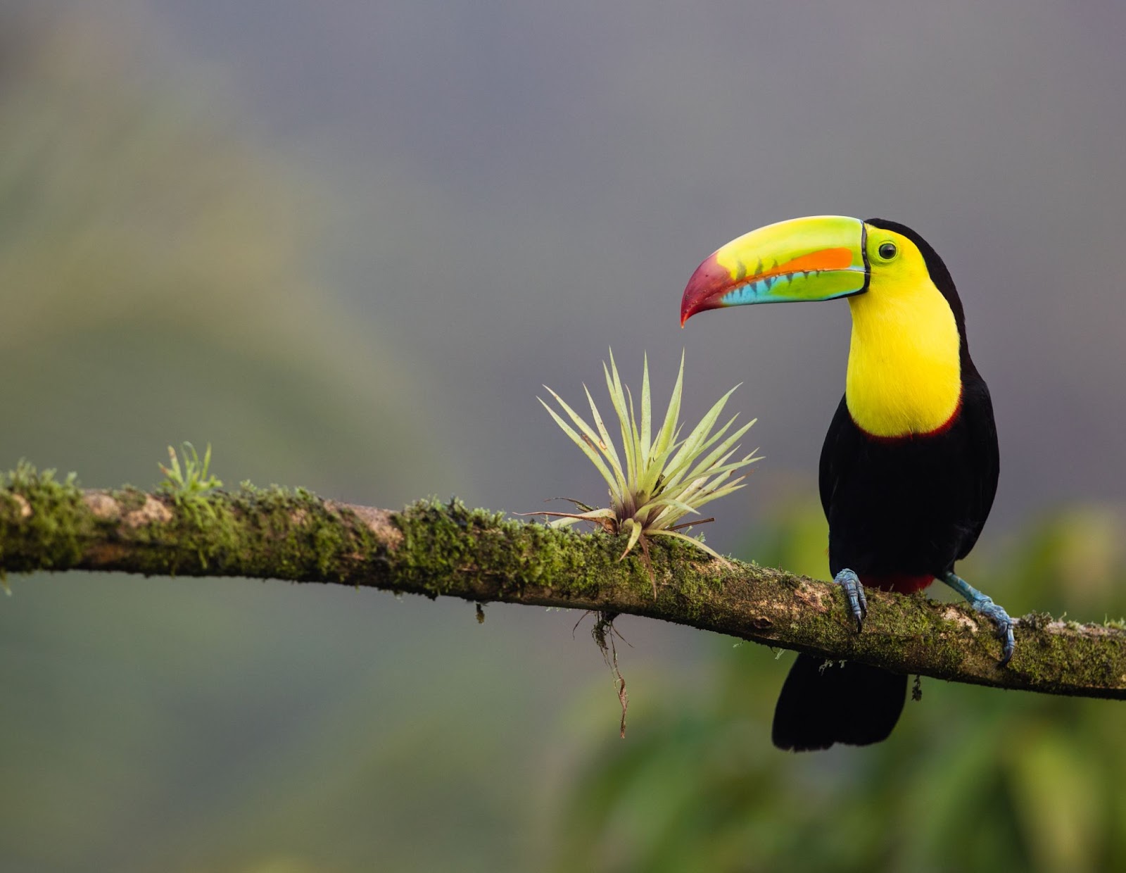 Toucan on branch in Nicaragua