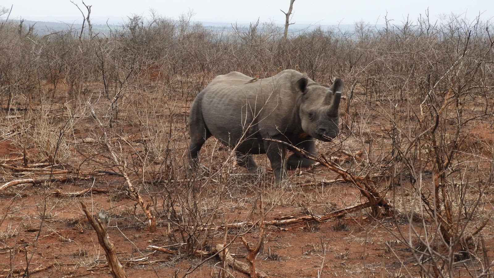 Mkhaya black rhino eSwatini