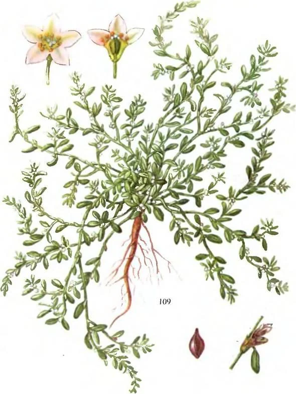 D:\0 wd yedek\acr yedek\1 film indirme\sovremennaya_fitoterapiya_dosyalar\image187.jpg