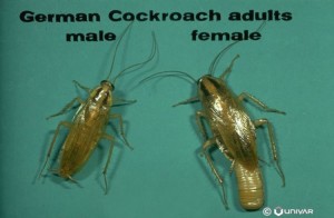 German Cockroach reproduction