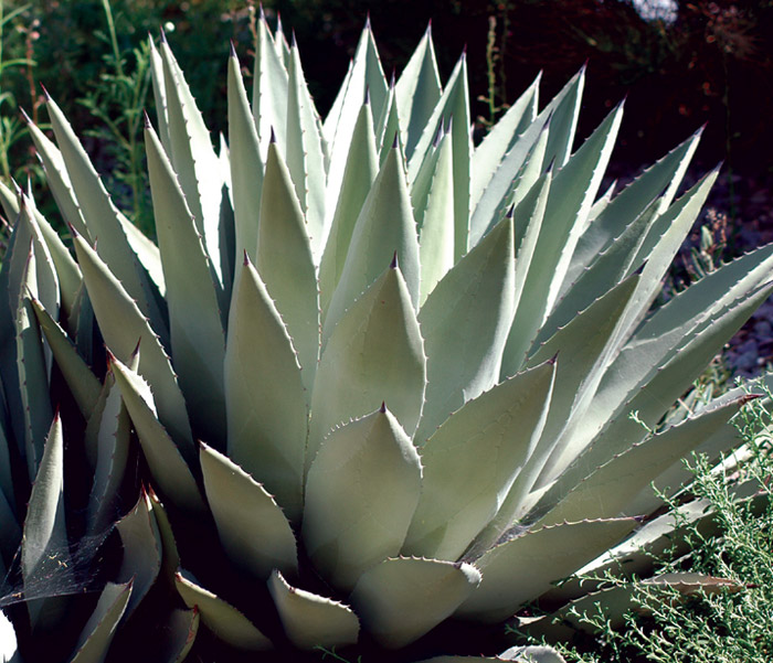 Agave parryi.