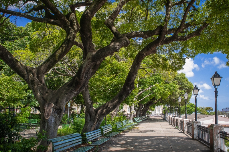 imagem de um caminho com muitas árvores e bancos para passear e turistar em Fortaleza.