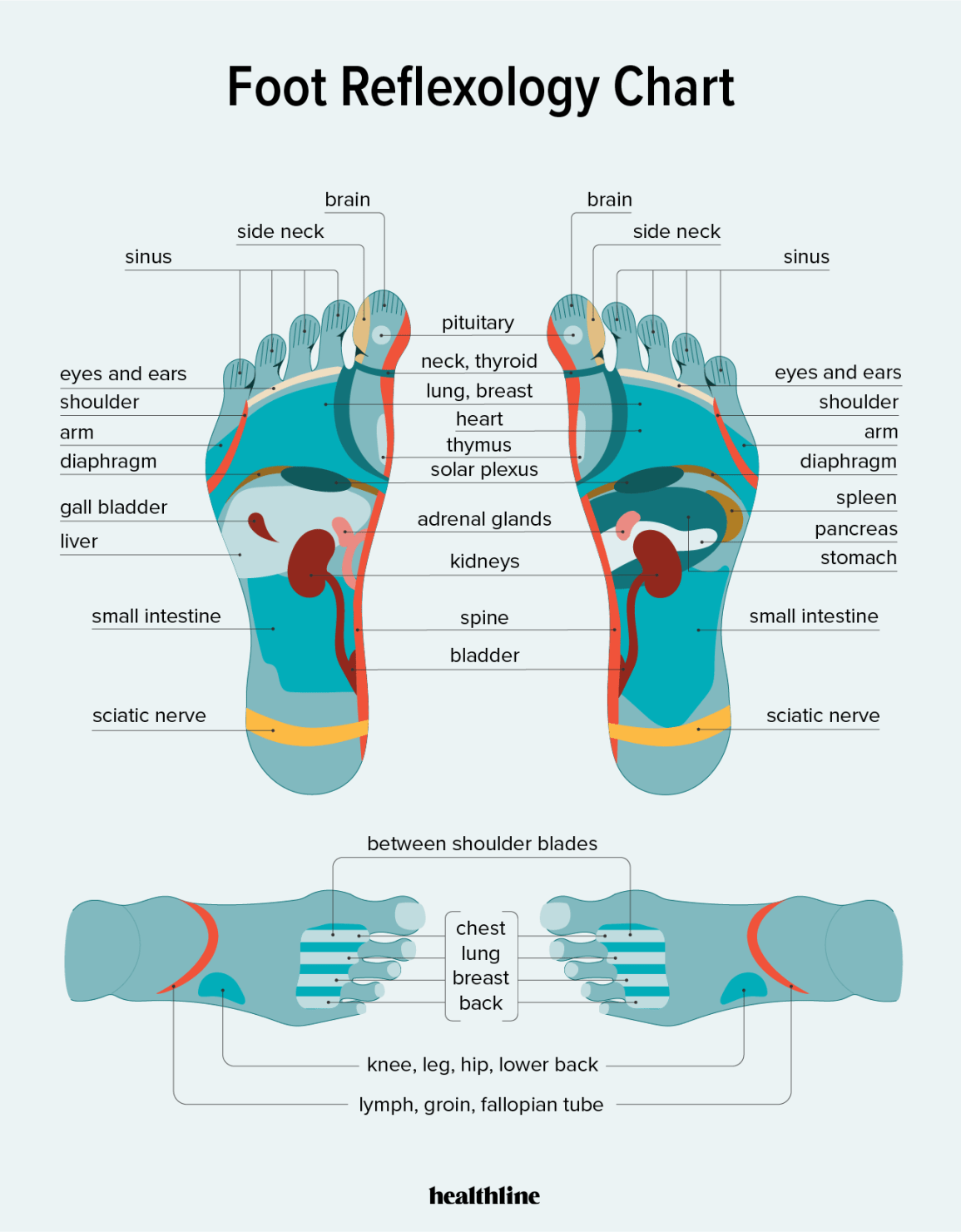 Foot Reflexology Chart: Points, How to, Benefits, and Risks