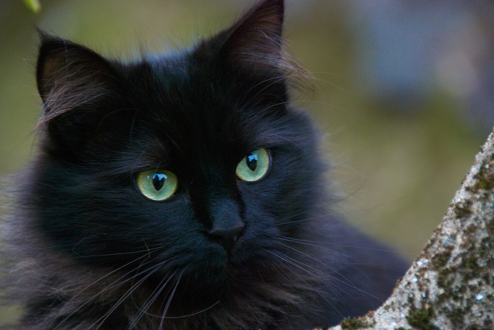 Black Cat, Cats, Portrait Of