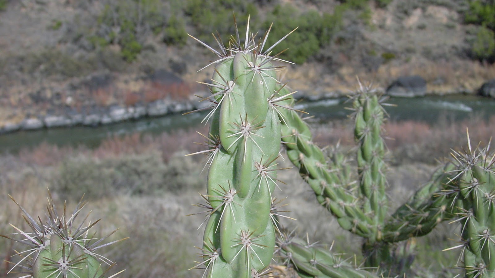 A cactus in the foreground with a river out-of-focus in the background. 