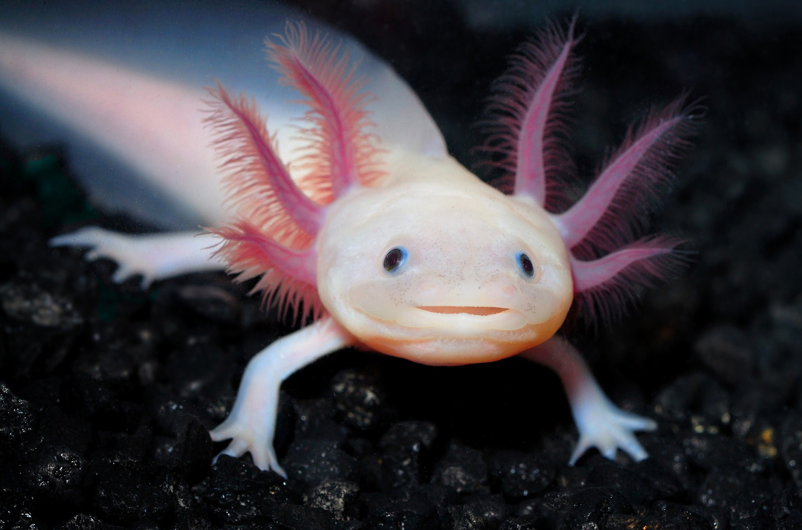 Punnett S Square The Smiling Axolotl Hides A Secret A Giant Genome