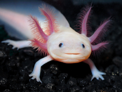無料ダウンロード axolotl hides 150965-Axolotl hide ideas