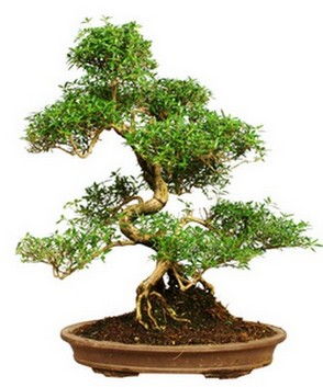como tratar o bonsai