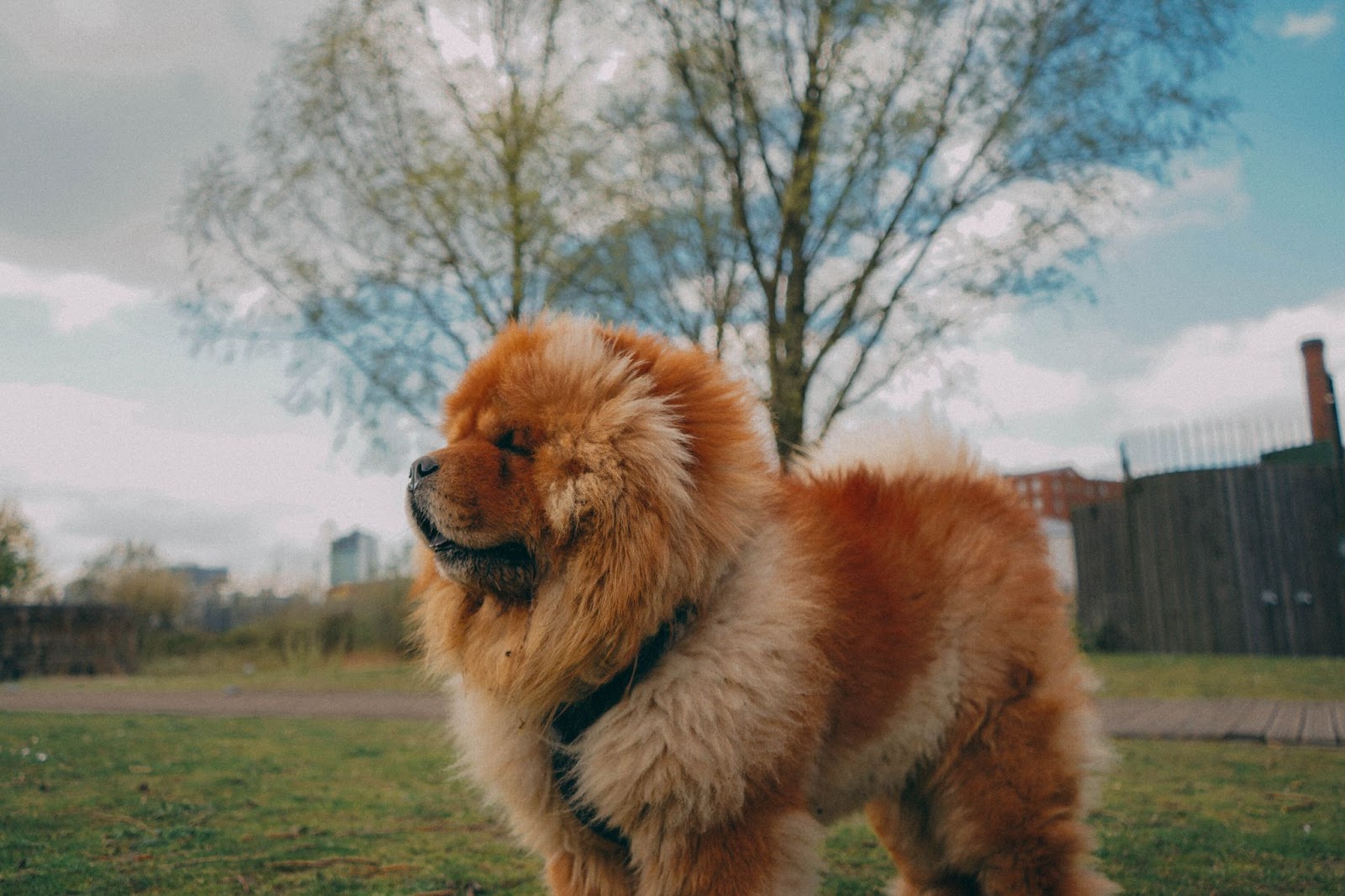 căine rasa chow chow