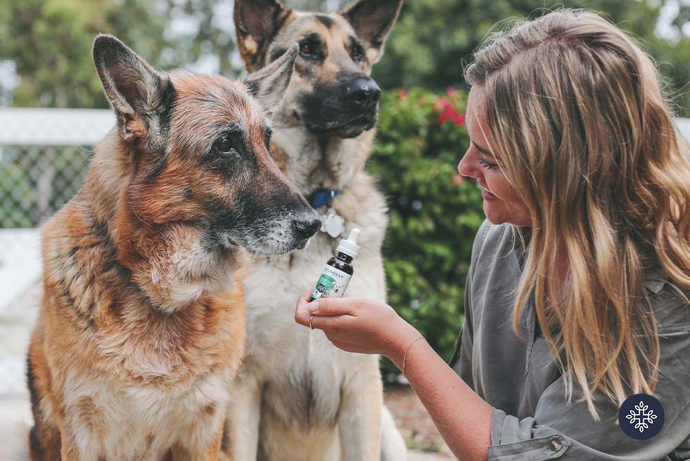 cbd capsules for dogs