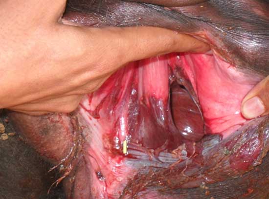 Búfala posparto con ruptura vaginal.