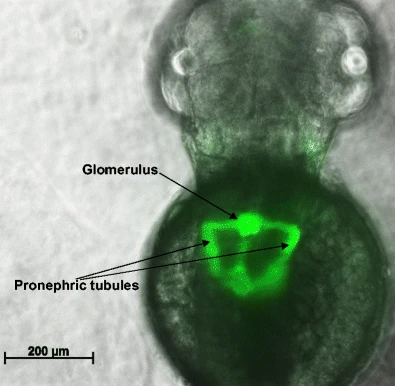 Fluorescent Transgenic Zebrafish: How Are They Used in Drug Screening?