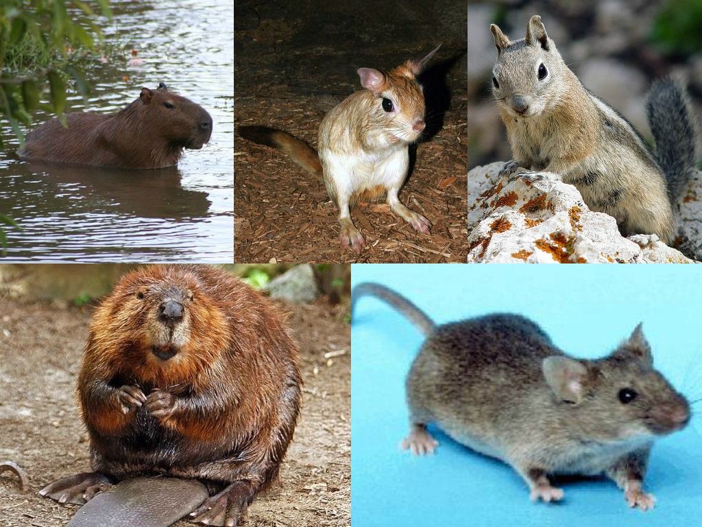 rodents pest control