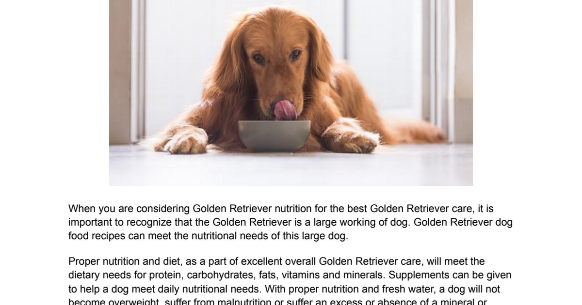 best-affordable-dog-food-for-golden-retrievers-best-dog-food-for