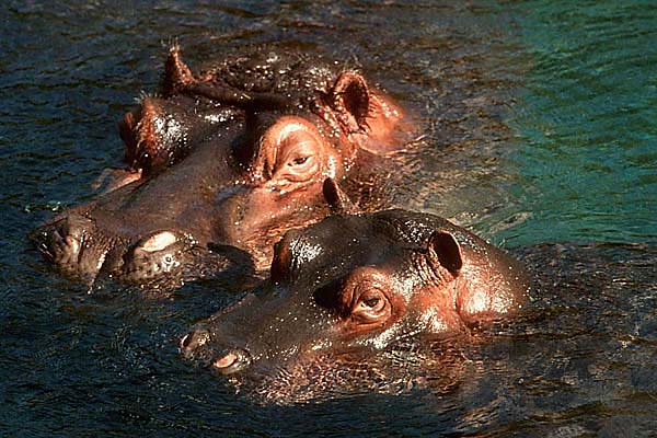 Nile hippopotamuses