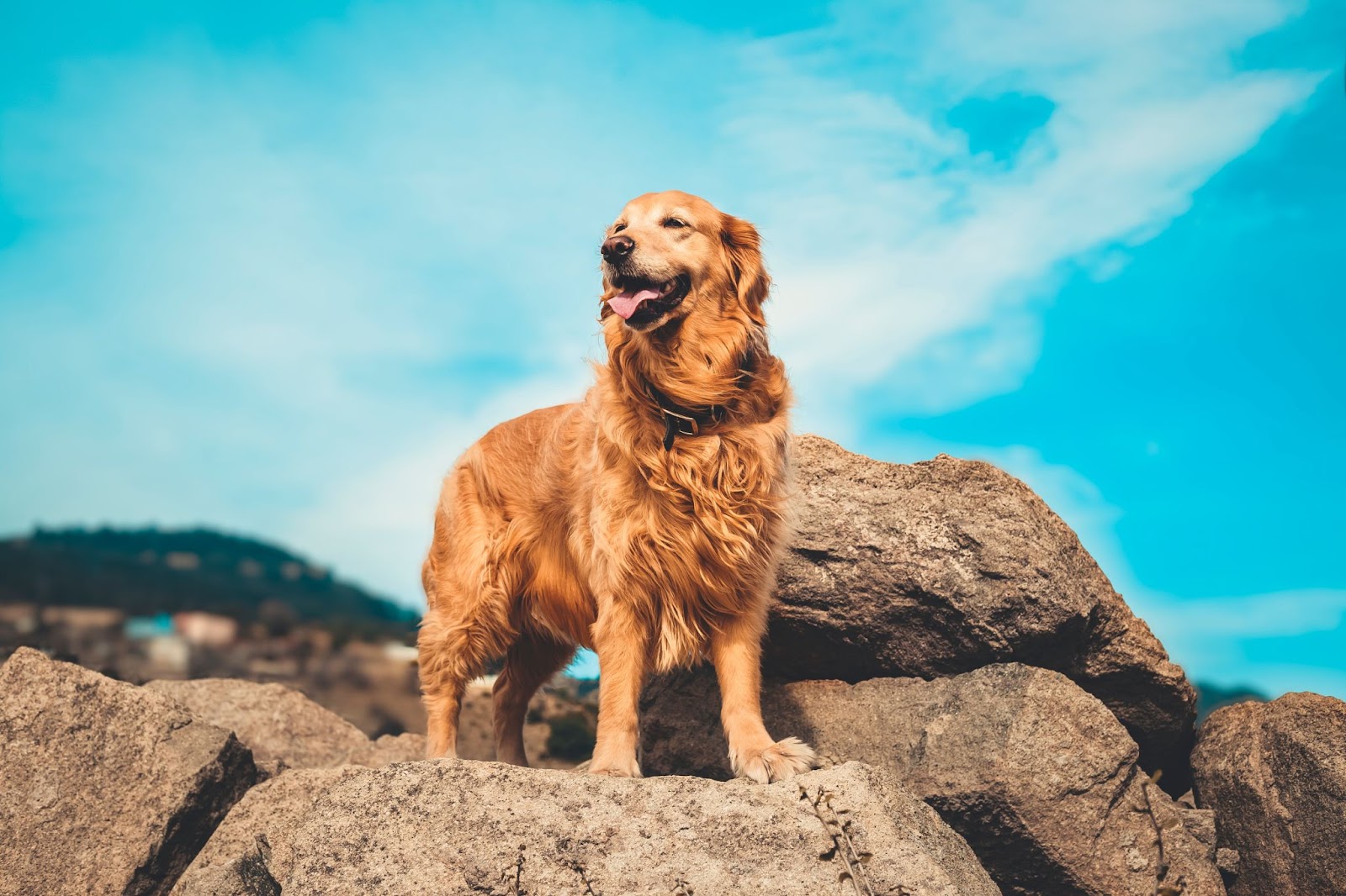 câine rasa golden retreiver