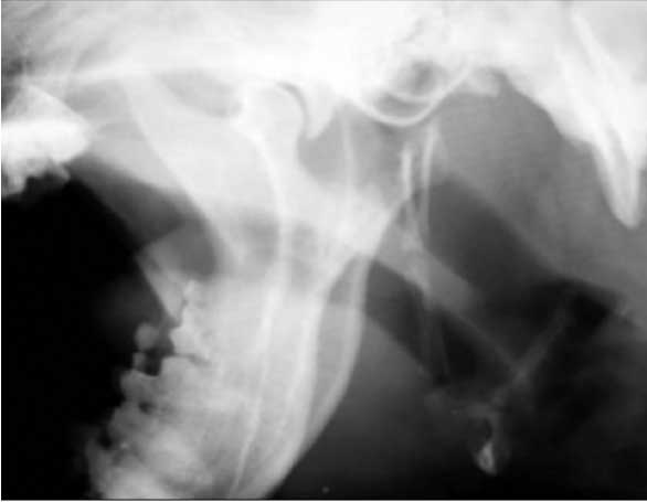 Lateral radiograph of pharyngeal region of a mesocephalic dog