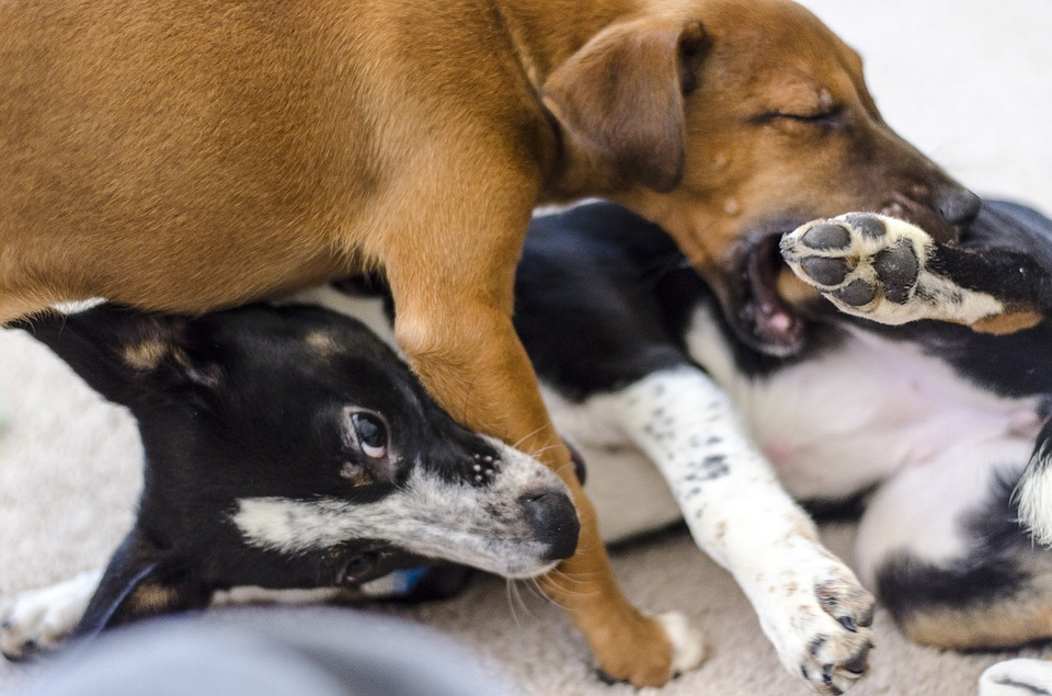 How to stop a puppy from biting image showing two dogs playing and biting