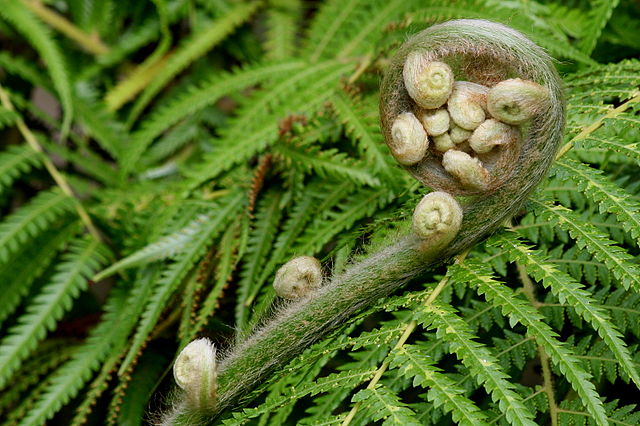 A fern uncurling is shown in this picture.