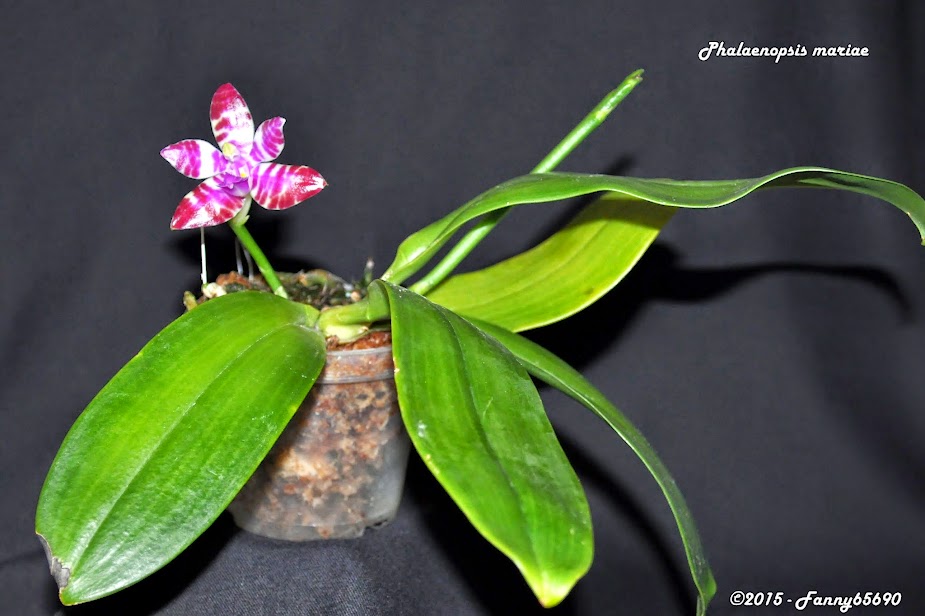 Phalaenopsis Tigerette (mariae x lueddemanniana) 7jLL8hRSYjRgQWp_UIBhdYeGh6uGwPORQFhlVxRdc-4=w925-h616