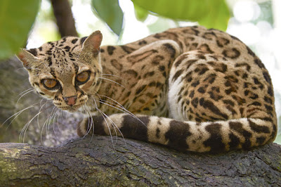 The Margay